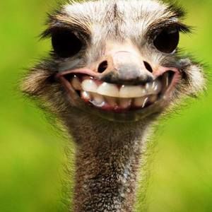 Meet your Posher, Tanya